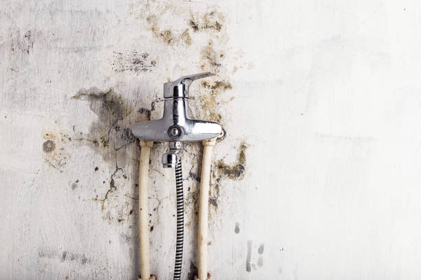 Best Bathroom Mold Remediation in Jal, NM