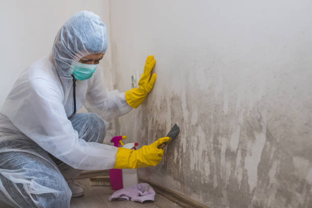 Best Attic Mold Remediation in Jal, NM
