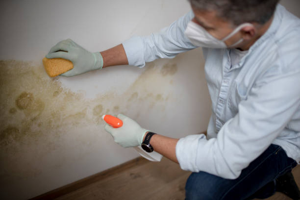 Trusted Jal, NM Mold Remediation Experts