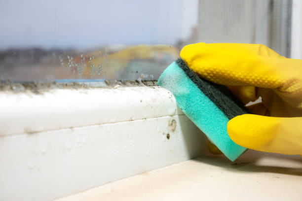 Professional Mold Remediation in Jal, NM