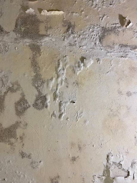 Best White Mold Remediation in Jal, NM