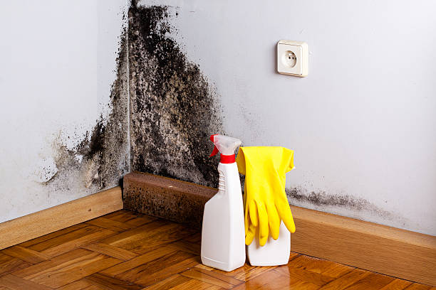 Best DIY Mold Remediation Support Services in Jal, NM