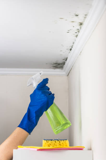 Best Commercial Mold Remediation in Jal, NM